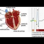 physiologie cardiaque