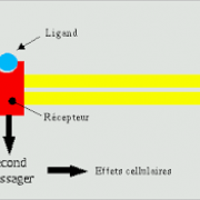 Ligand récepteur
