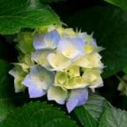 Appears when the image is loading or fails to load, important for accessibility.